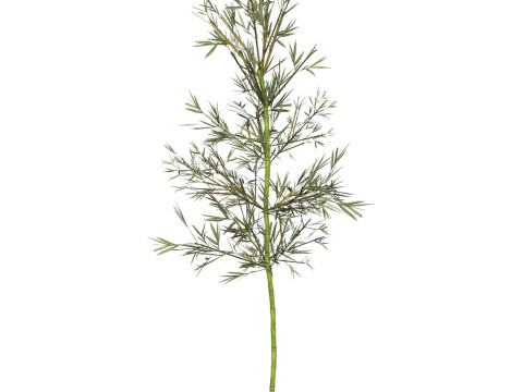 Realistic Low Poly Bamboo 03 3D Model