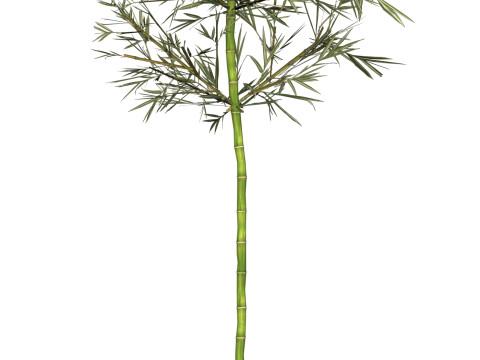 Realistic Low Poly Bamboo 03 3D Модель