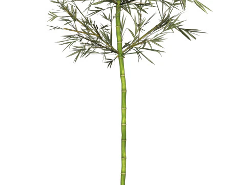 Realistic Low Poly Bamboo 03 3D Model