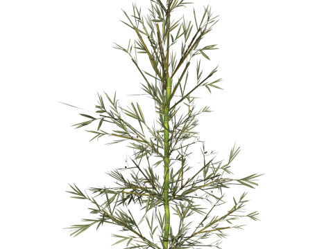 Realistic Low Poly Bamboo 03 3D Модель