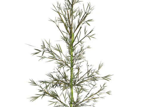 Realistic Low Poly Bamboo 03 3D Model