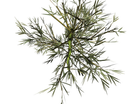 Realistic Low Poly Bamboo 03 3D Модель