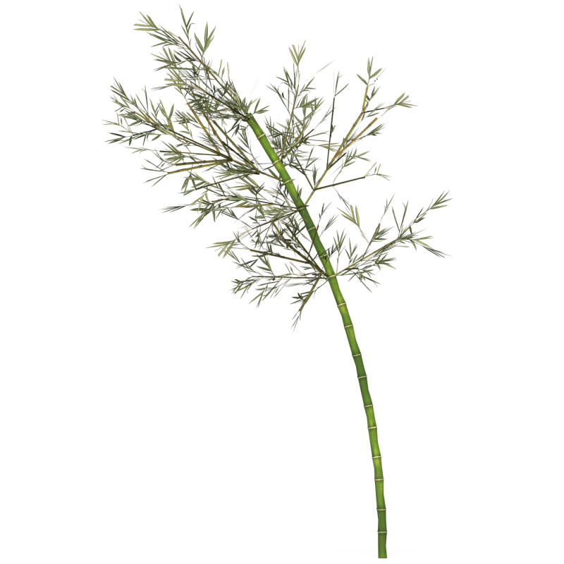 Realistic Low Poly Bamboo 04 3D Модель .c4d .max .obj .3ds .fbx .stl .blend 