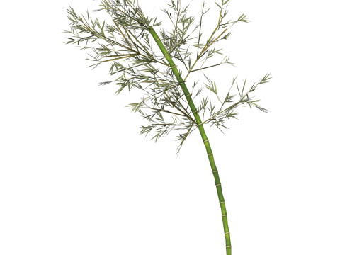 Realistic Low Poly Bamboo 04 3Dモデル