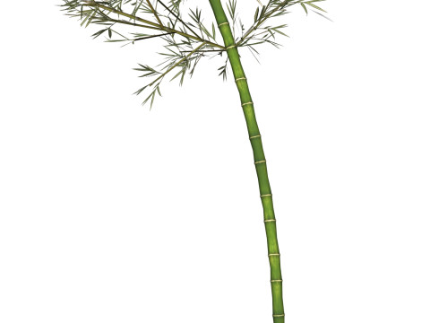 Realistic Low Poly Bamboo 04 3D Модель