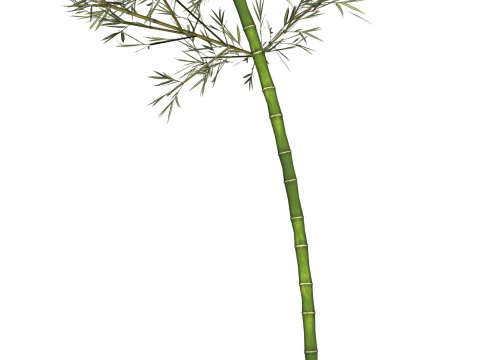 Realistic Low Poly Bamboo 04 3D Model