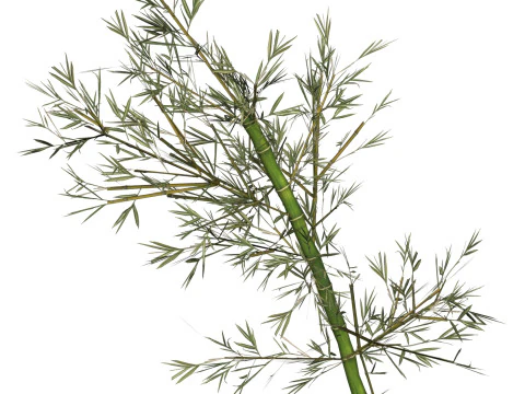Realistic Low Poly Bamboo 04 3D Model