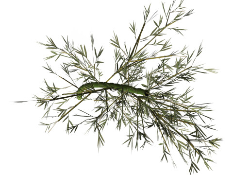 Realistic Low Poly Bamboo 04 3D Модель