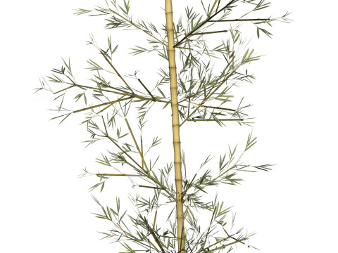 Realistic Low Poly Bamboo 05 3Dモデル