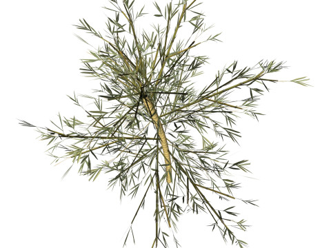 Realistic Low Poly Bamboo 05 3Dモデル