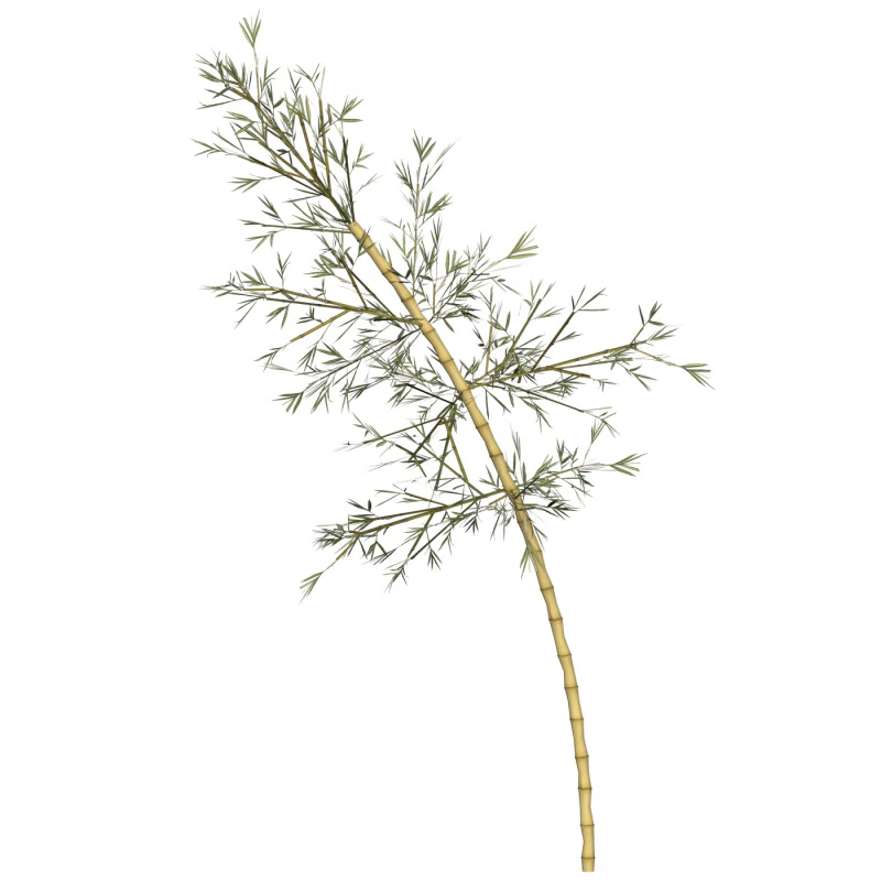 Realistic Low Poly Bamboo 06 3D Model .c4d .max .obj .3ds .fbx .stl .blend 