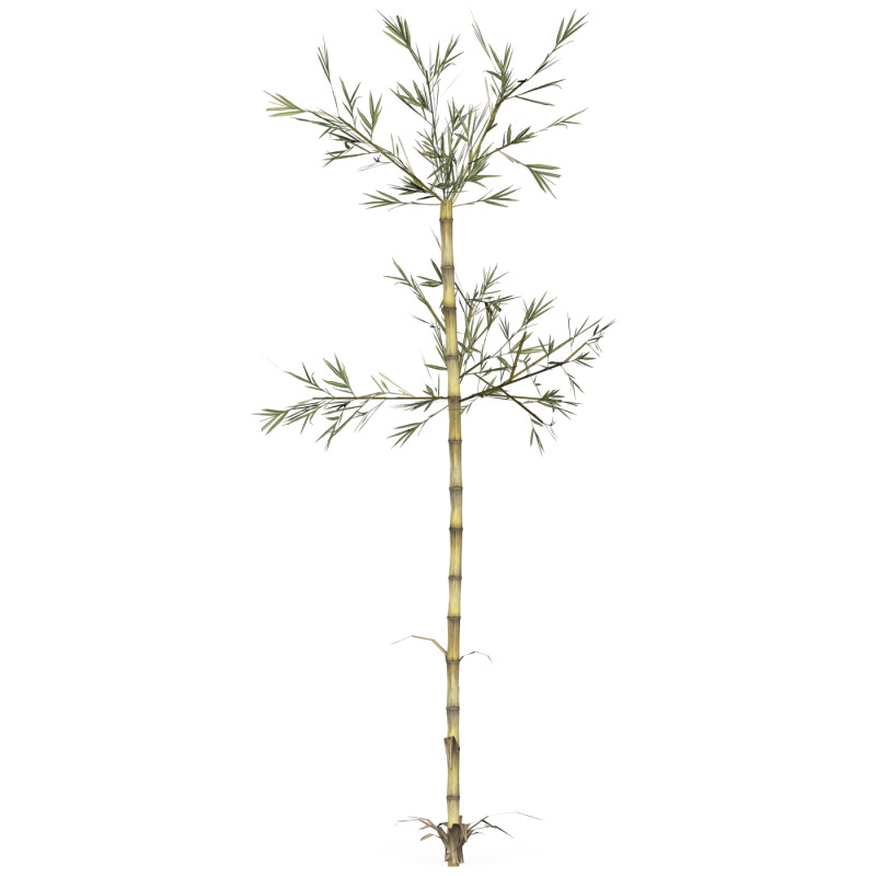 Realistic Low Poly Bamboo 07 3D 모델 .c4d .max .obj .3ds .fbx .stl .blend 