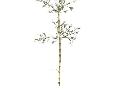 Bamb&ugrave; realistico a basso numero di poligoni 07 Modello 3D