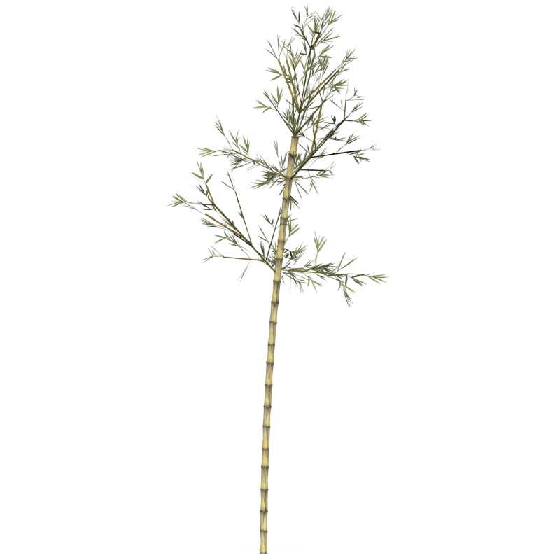 Realistic Low Poly Bamboo 08 3D 模型 .c4d .max .obj .3ds .fbx .stl .blend 