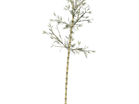 Realistic Low Poly Bamboo 08 Modello 3D