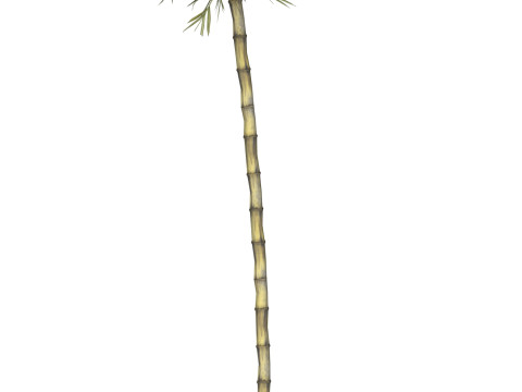 Realistic Low Poly Bamboo 08 3D 模型