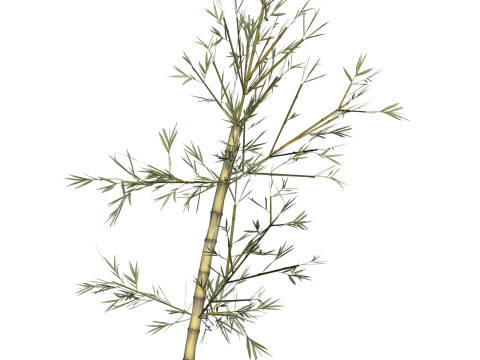 Realistic Low Poly Bamboo 08 3D 模型