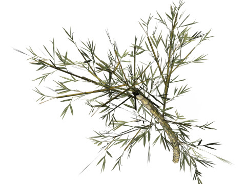 Realistic Low Poly Bamboo 08 3D 模型