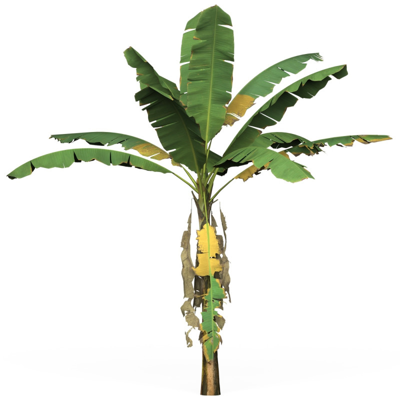Game Ready Tree 01 Modelo 3D .c4d .max .obj .3ds .fbx .stl .blend 