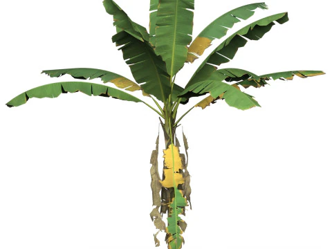 Game Ready-boom 01 3D Model