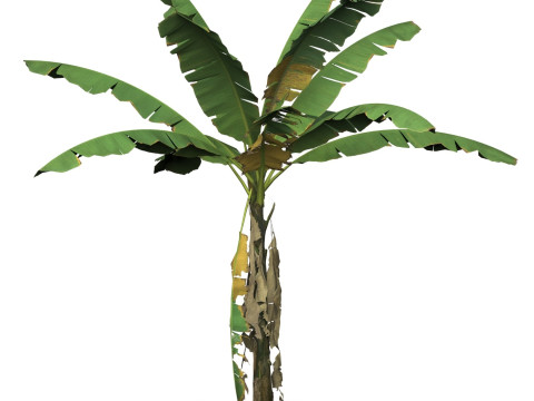 Game Ready Tree 01 Modelo 3D