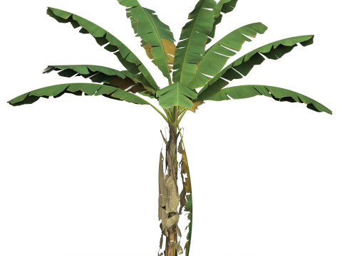 Game Ready Tree 01 Modelo 3D