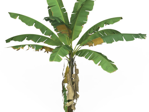 Game Ready Tree 01 Modelo 3D