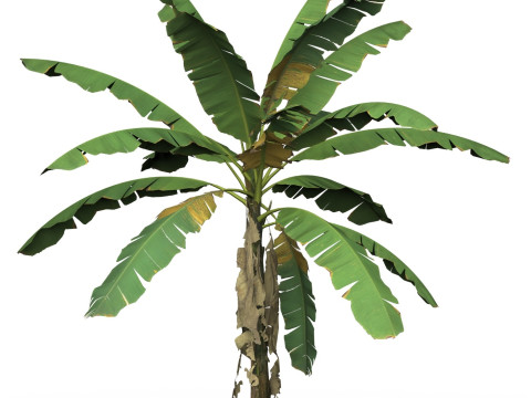 Game Ready Tree 02 Modèle 3D