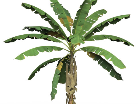Game Ready Tree 02 Modèle 3D