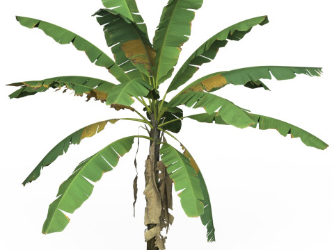Game Ready Tree 02 Modèle 3D