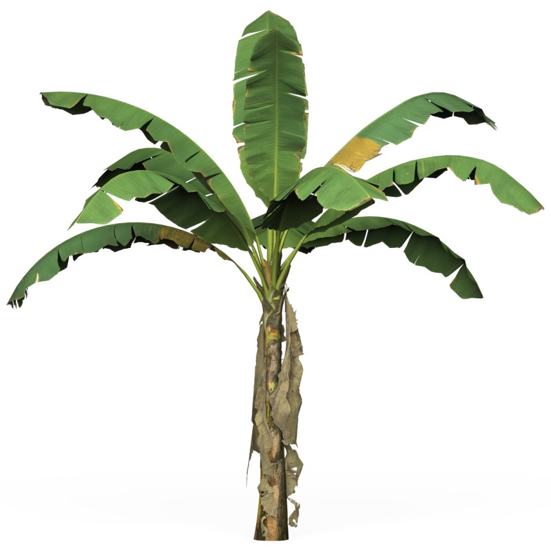 Game Ready Tree 03 Modelo 3D .c4d .max .obj .3ds .fbx .stl .blend 