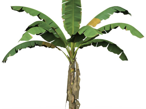 Game Ready Tree 03 3D मॉडल