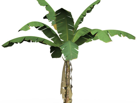 Game Ready Tree 03 Modelo 3D