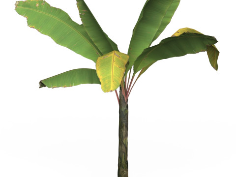 Game Ready Tree 04 Modelo 3D