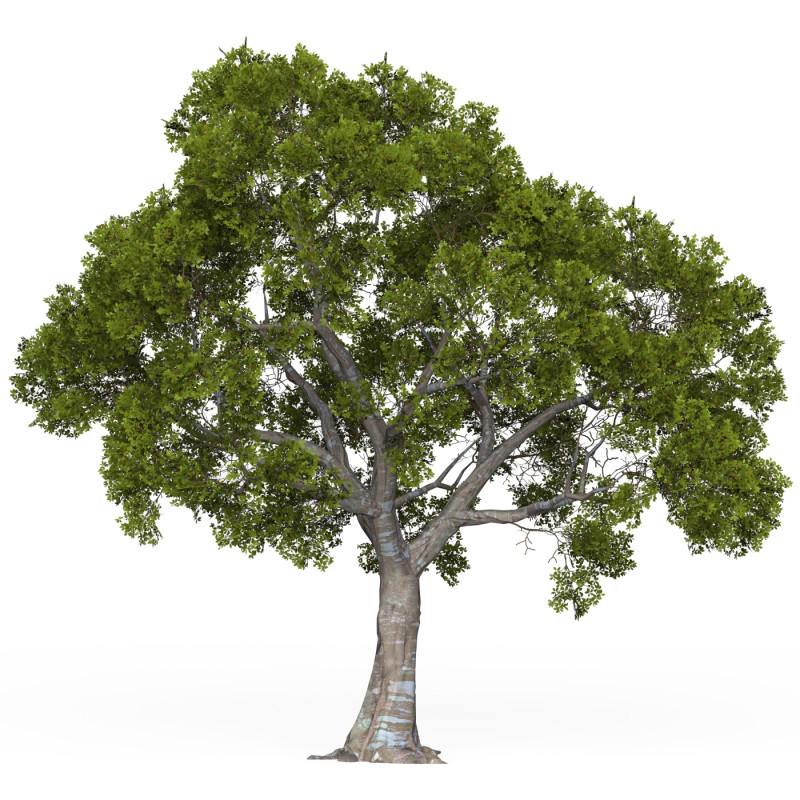Game Ready Tree 05 Modello 3D .c4d .max .obj .3ds .fbx .stl .blend 
