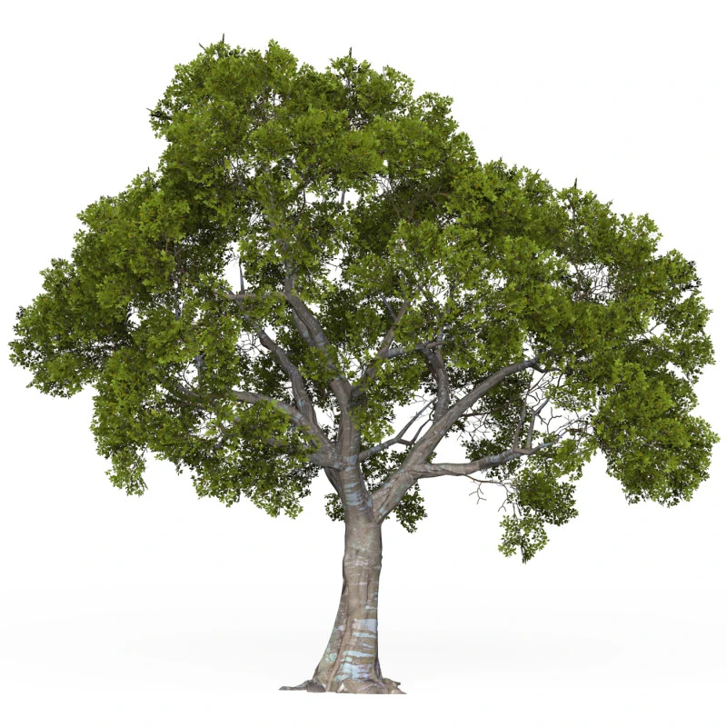 Game Ready Tree 05 3D Model .c4d .max .obj .3ds .fbx .stl .blend 