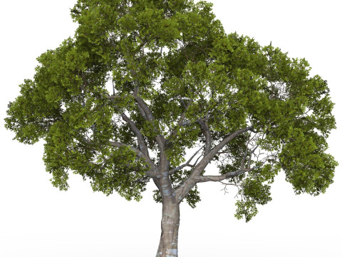Game Ready Tree 05 3D मॉडल
