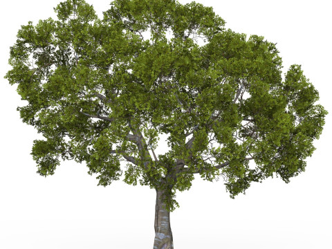 Game Ready Tree 05 Modello 3D