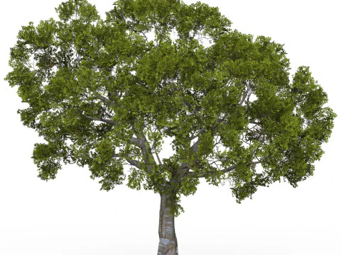 Game Ready Tree 05 3D Model