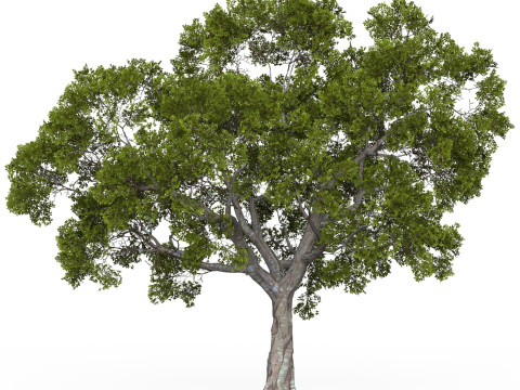 Game Ready Tree 05 Modello 3D