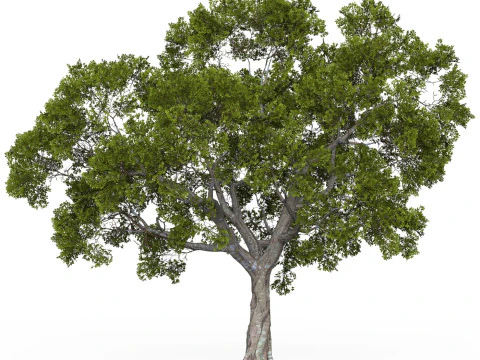 Game Ready Tree 05 3D Model