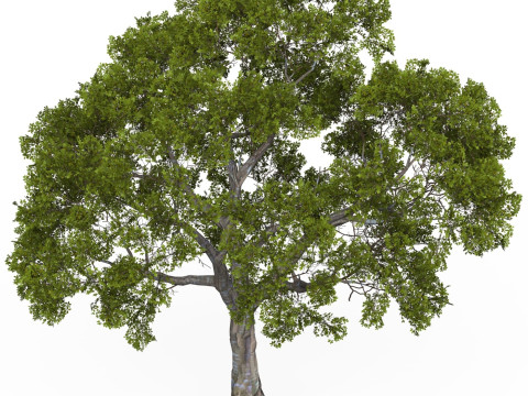 Game Ready Tree 05 Modello 3D