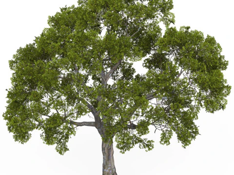 Game Ready Tree 05 3D Model