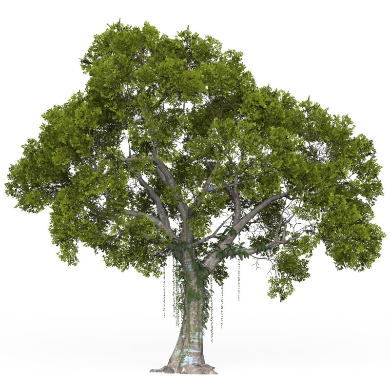 Game Ready Tree 06 3Dモデル .c4d .max .obj .3ds .fbx .stl .blend 
