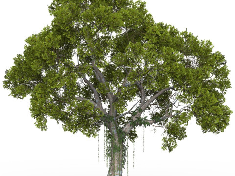 Game Ready Tree 06 3D मॉडल