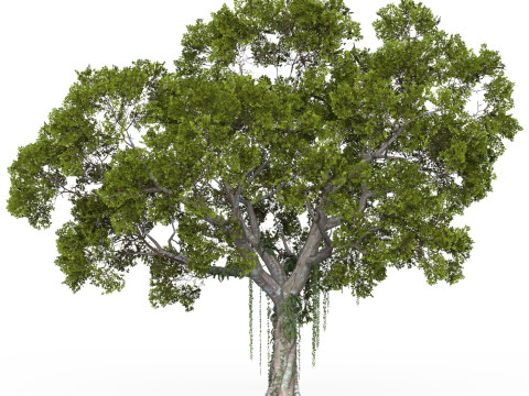 Game Ready Tree 06 3Dモデル