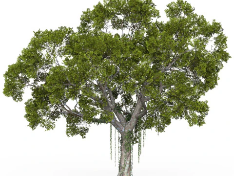 Game Ready Tree 06 3D Model