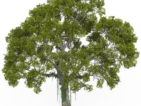 Game Ready Tree 06 3Dモデル