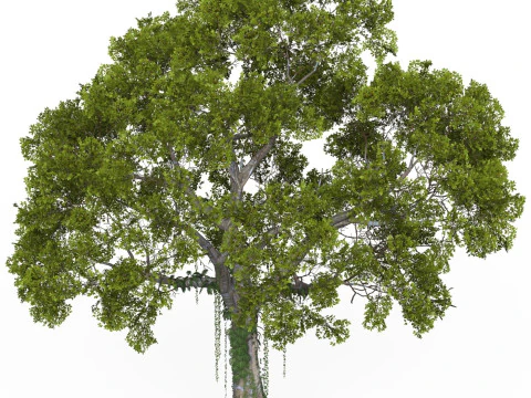 Game Ready Tree 06 3D Model