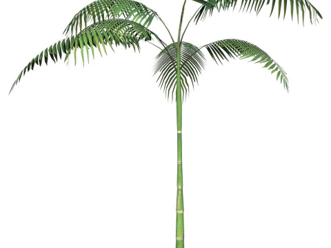 Game Ready Tree 12 3D Model
